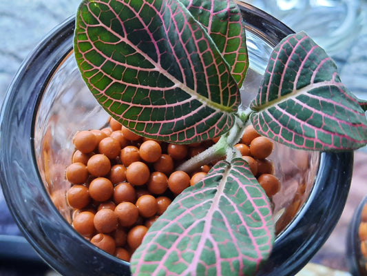 Nestled Feathers News April 2026