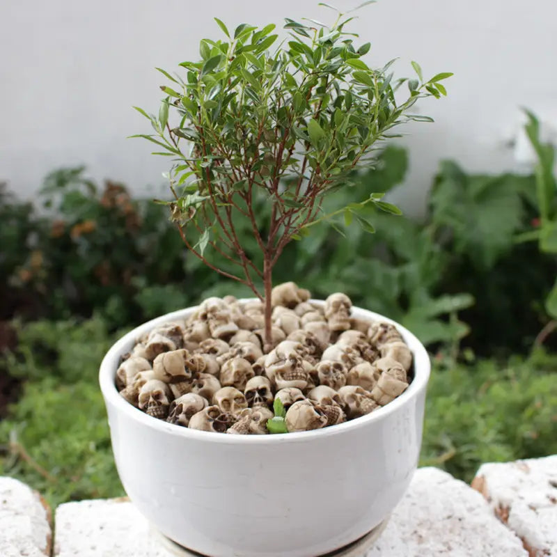 Mini Skull Planter Filler