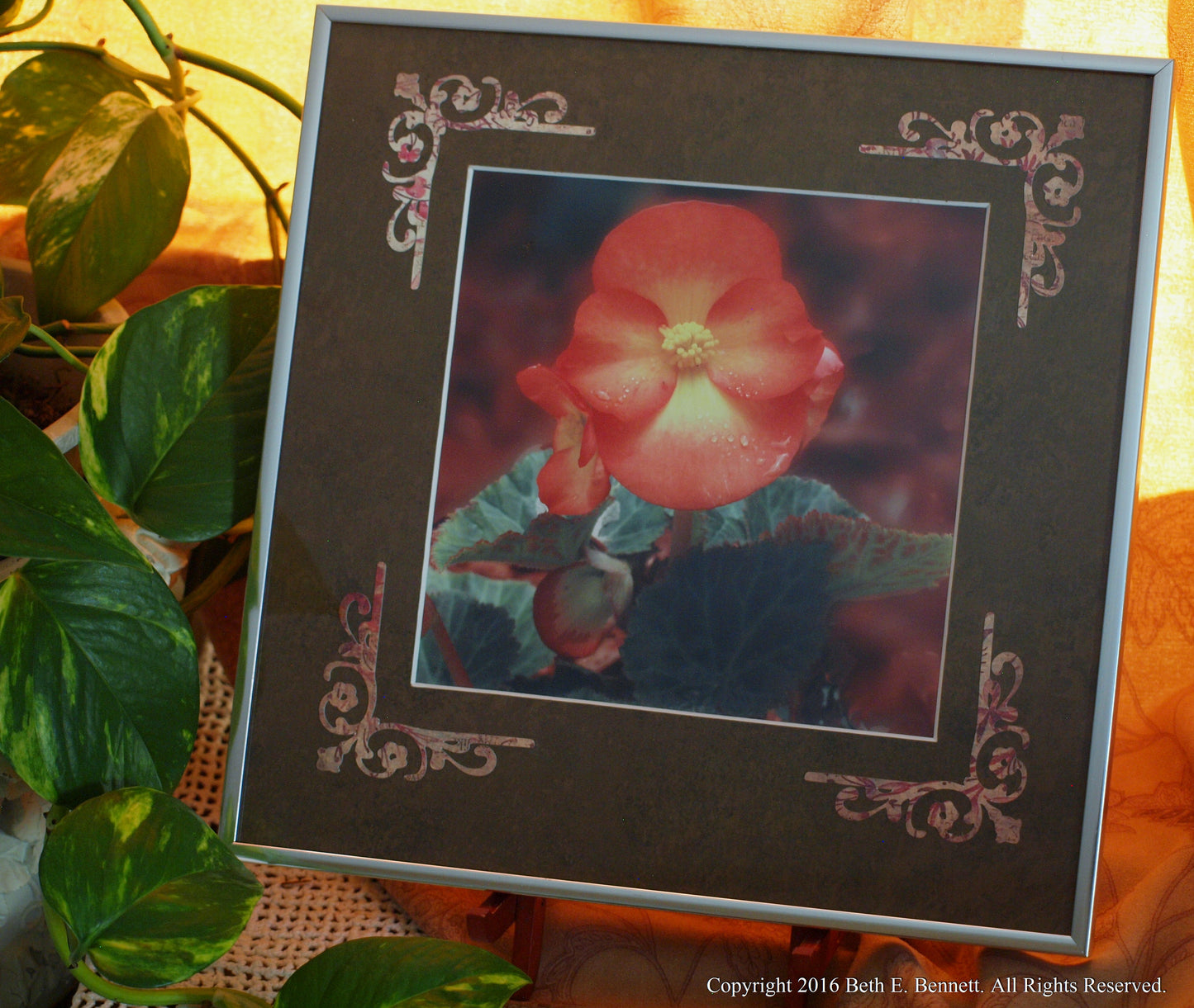 Baby Begonia by Beth E. Bennett (Download)
